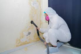 Best Mold Remediation for Healthcare Facilities  in Johnson City, TX